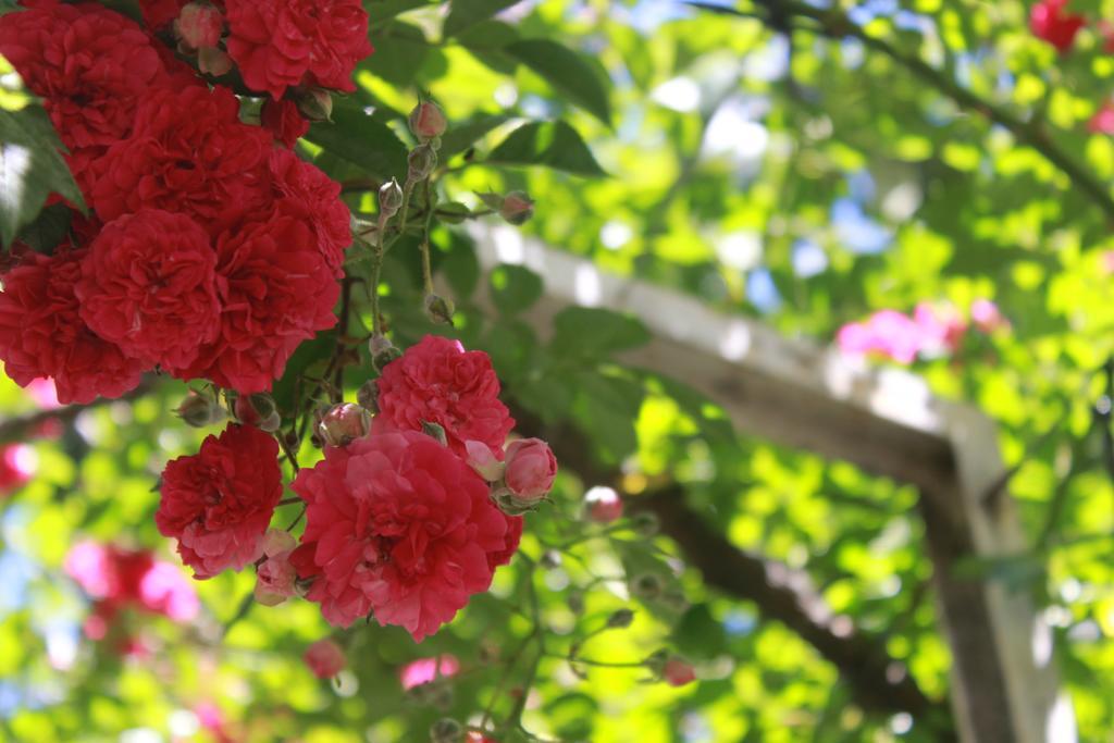 Apart Rose Garden San Martín de los Andes Εξωτερικό φωτογραφία
