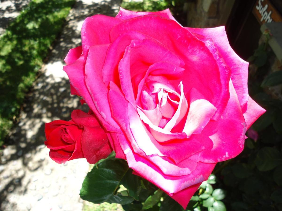 Apart Rose Garden San Martín de los Andes Εξωτερικό φωτογραφία
